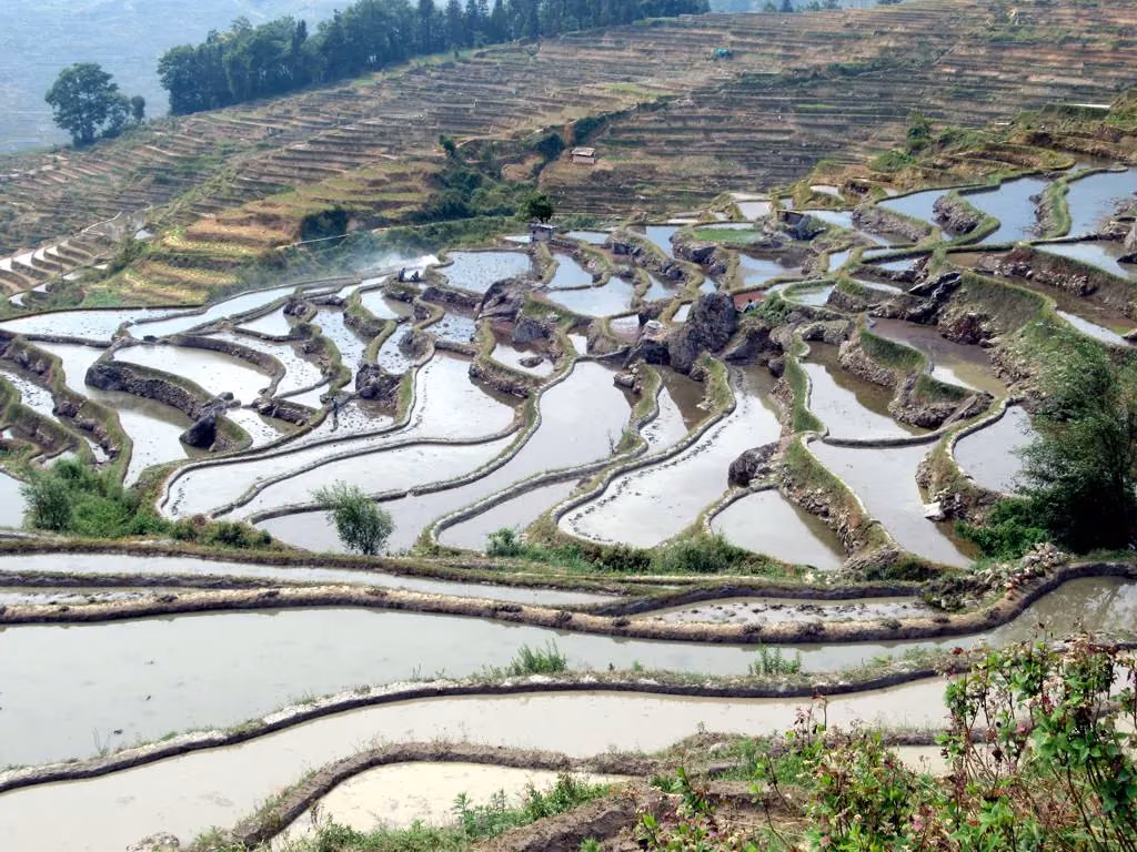 Arrozales inundados en terrazas en la ladera de Duoyishu, en Yuanyang