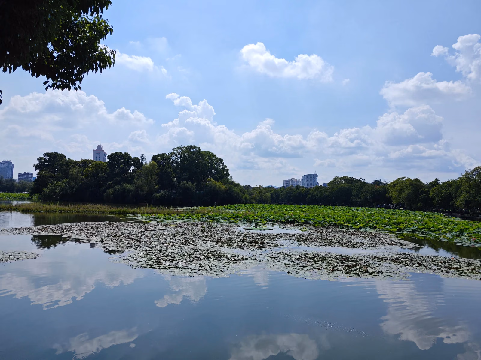 Lotus leaves, lakeside trees and city buildings at Green Lake in central Kunming