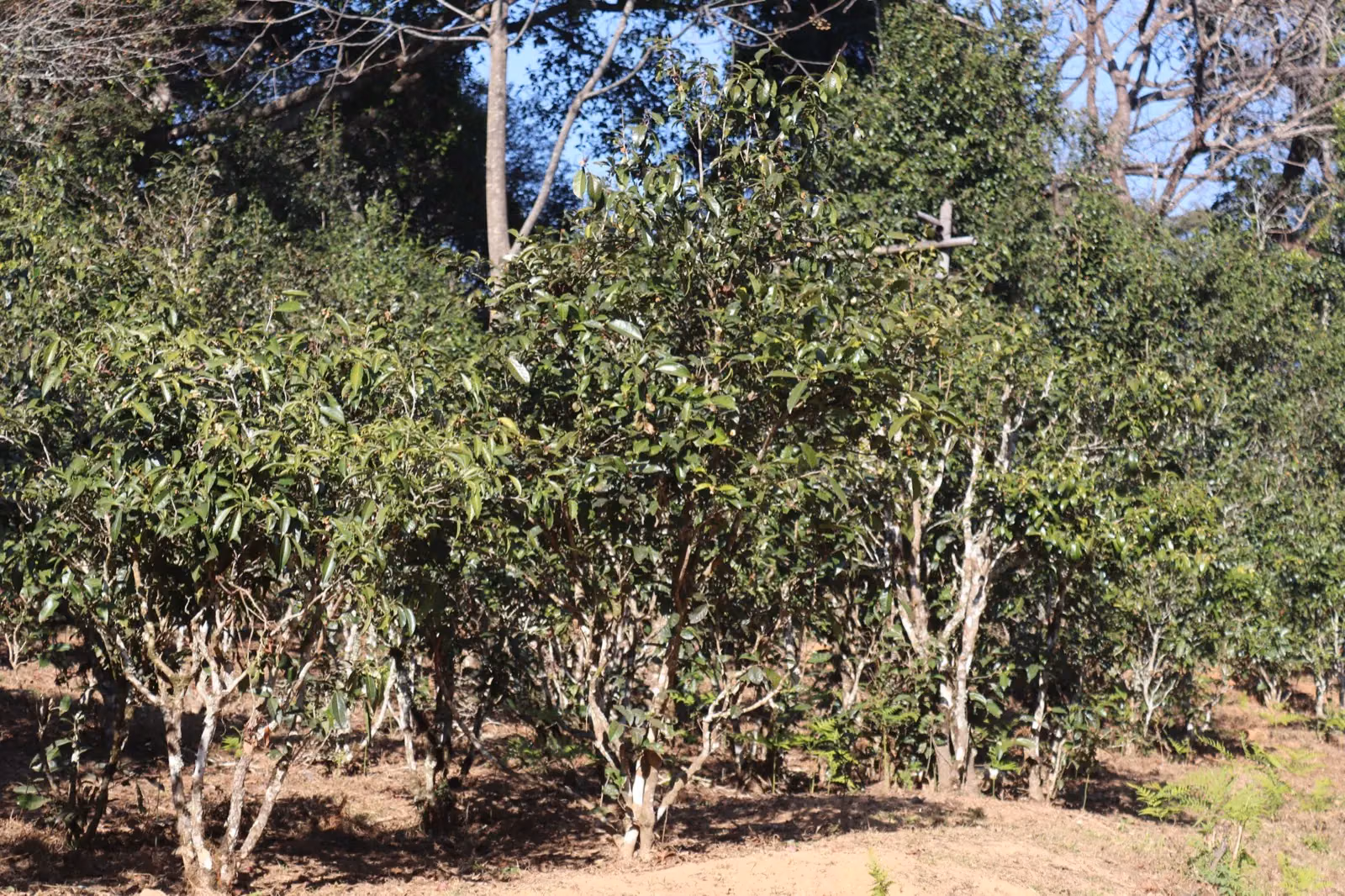 Tea trees among taller trees in Jingmai’s old tea forest
